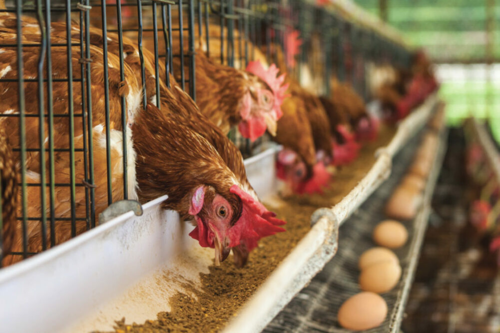 Chicken-feed_Photo-adobestock_E.jpg