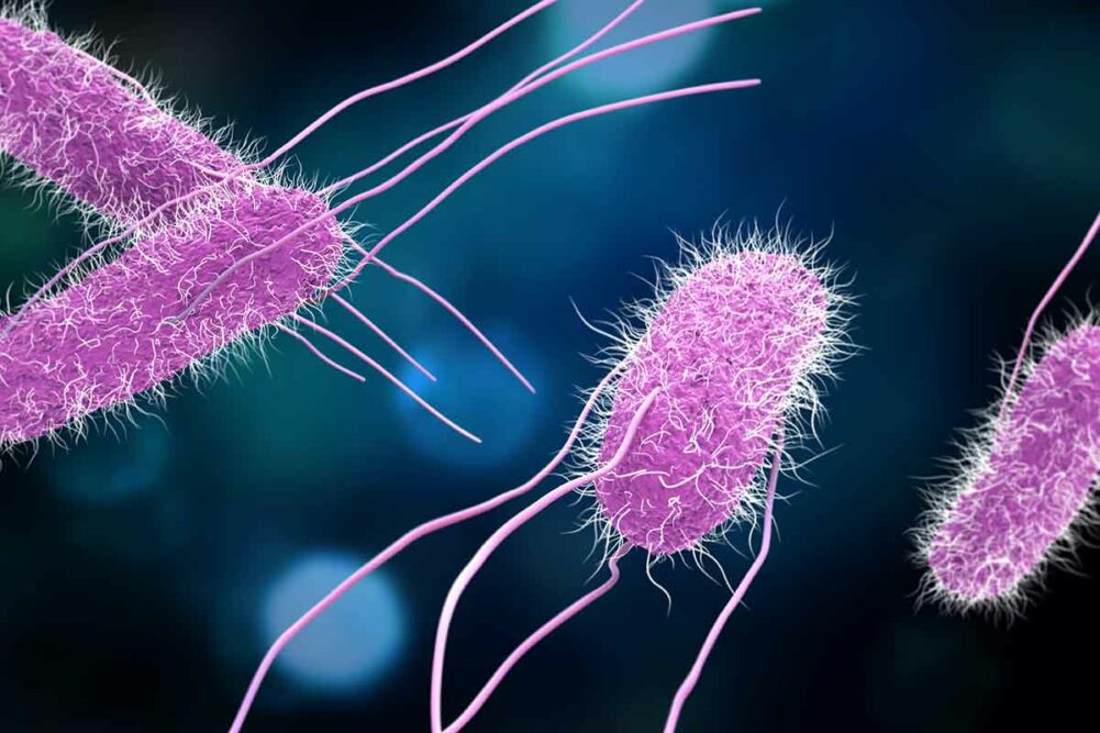 salmonella bacteria