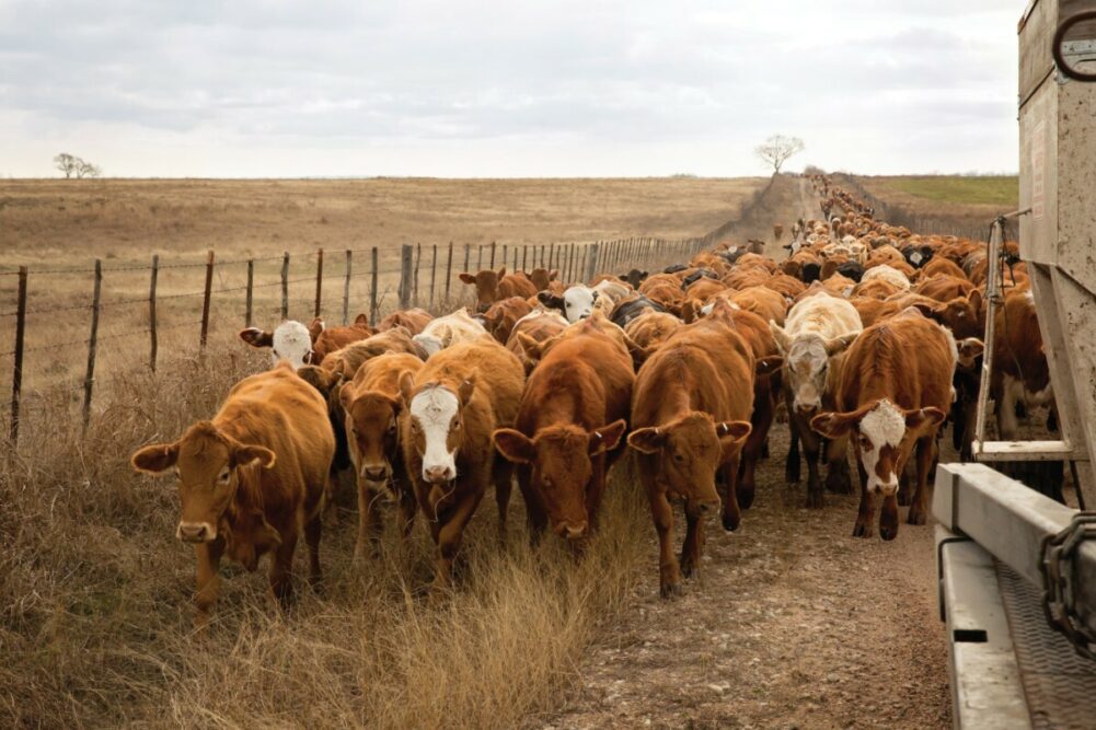 AdobeStock_294019529_cattle_smaller.jpg