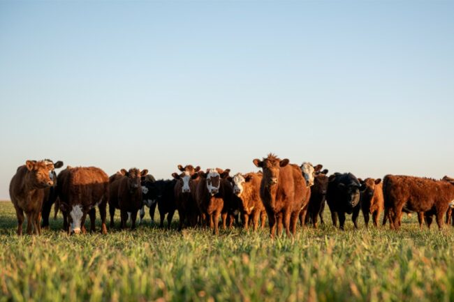 Cows in pasture