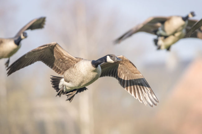 Canadian Goose smaller.jpg