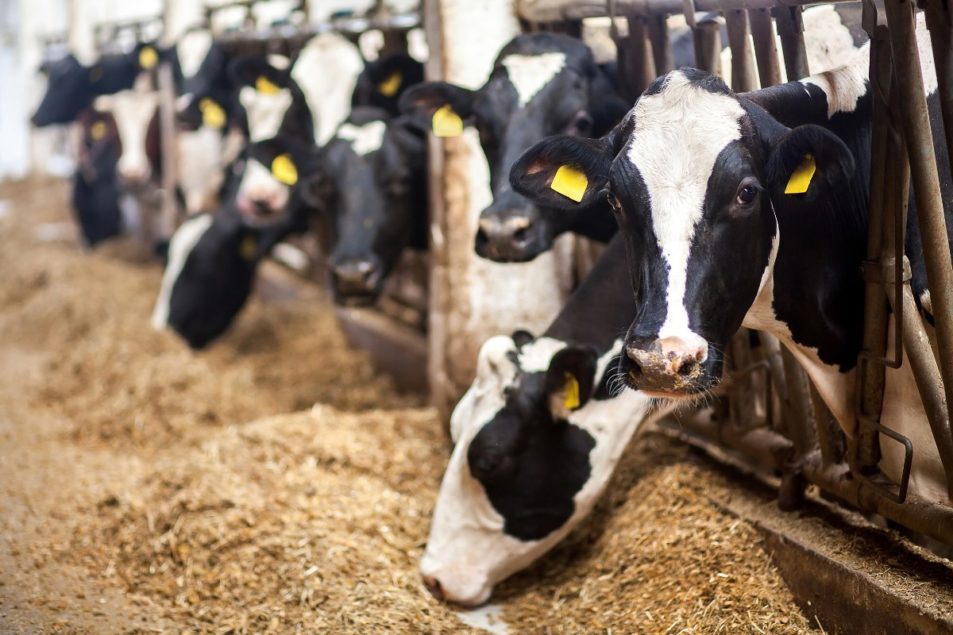 USDA publishes origin of livestock final rule for organic dairy cows ...