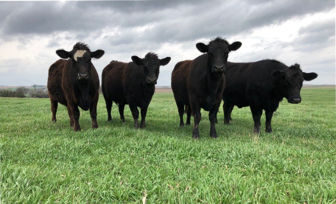 The expansion of grass-fed beef