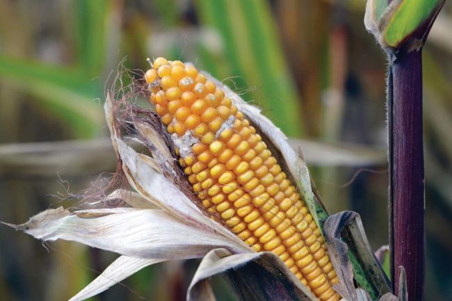 Corn cob with mold