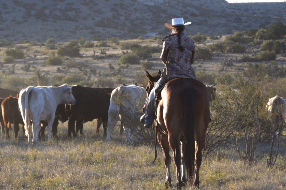 Cargill, Burger King partner with NFWF to target climate change | MEAT ...