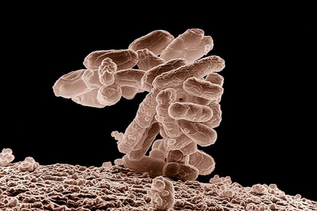 e-coli-usda-ars.jpg