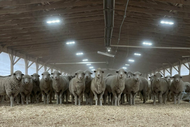 Sheep Discovery Center smaller.jpg