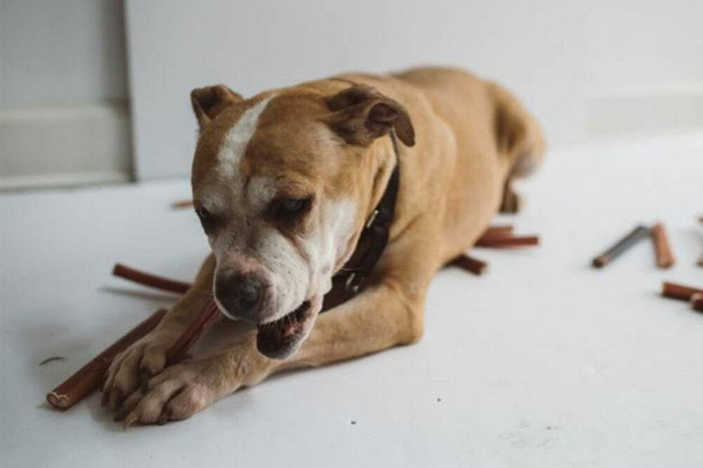 Dog chewing on bully stick