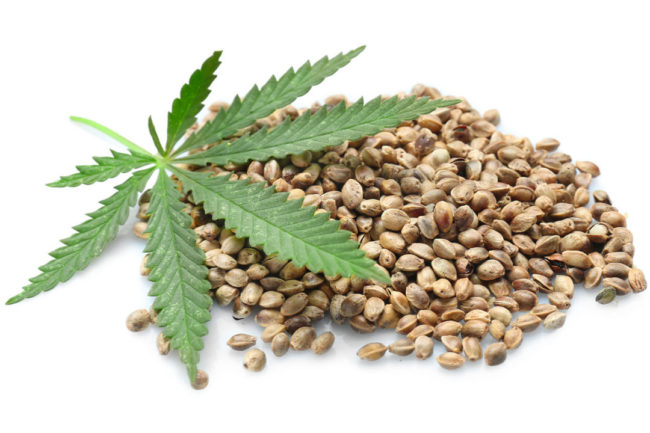 hemp plant laying on top of hemp seeds