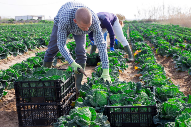 People in a crop field