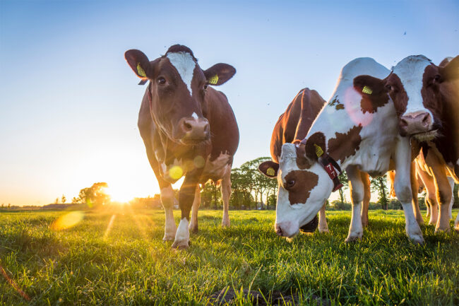 Cows grazing