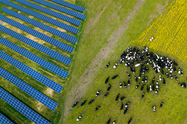 Solar panels on farm