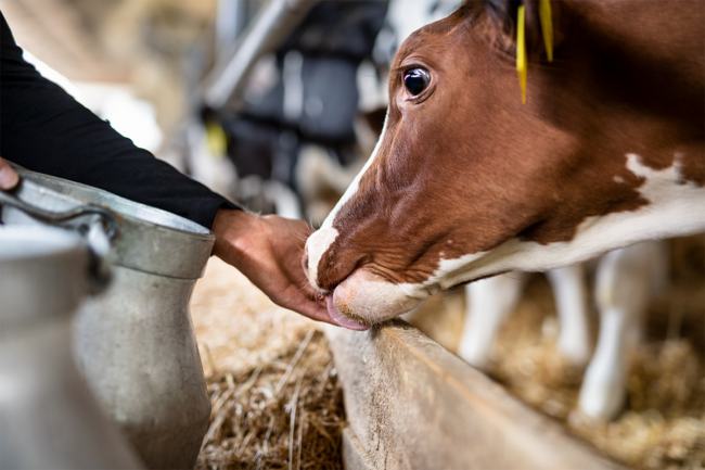 Cow feeding out of caretaker's hand