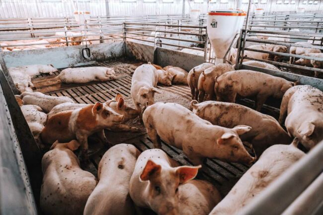 Hogs in a feeding pen