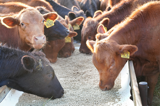 Cattle feeding