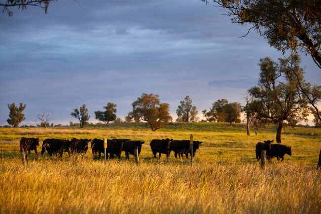 Aussie beef 3.jpg