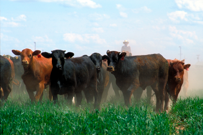 Cattle in pasture