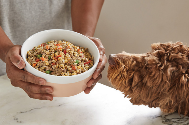 pet food and dog