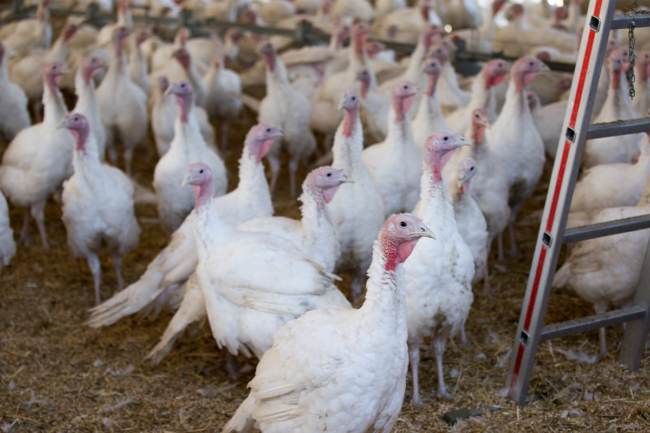 Turkey indoor farm