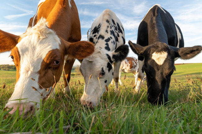 three cows eating grass