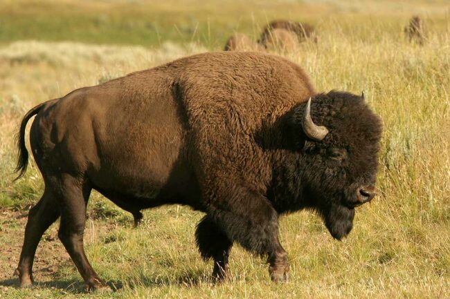 Bison smaller 2.jpg