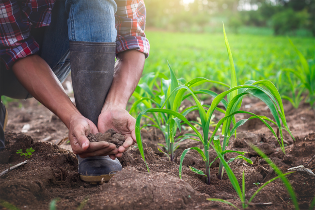 Farmer holding pile of soil on fertile land