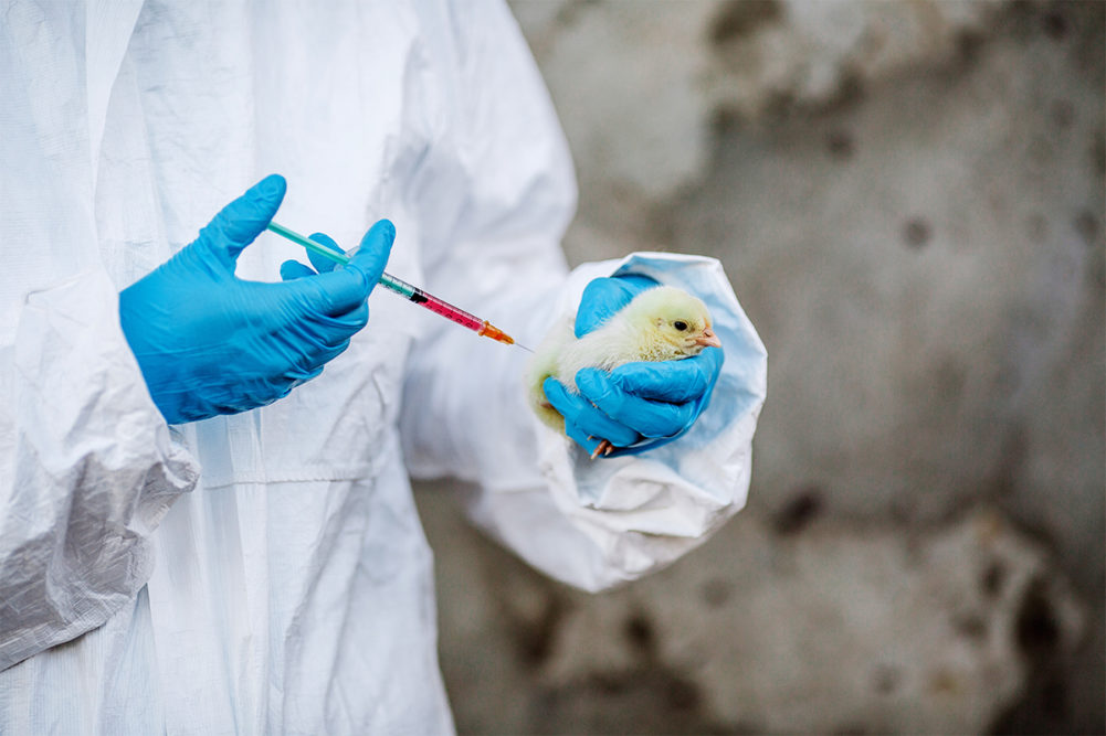 Vet administering injection in chick