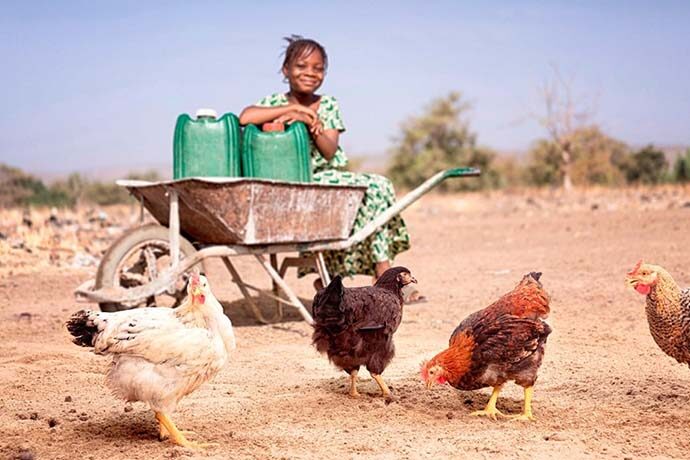 Hendrix Genetics receives grant to provide African farmers with poultry ...