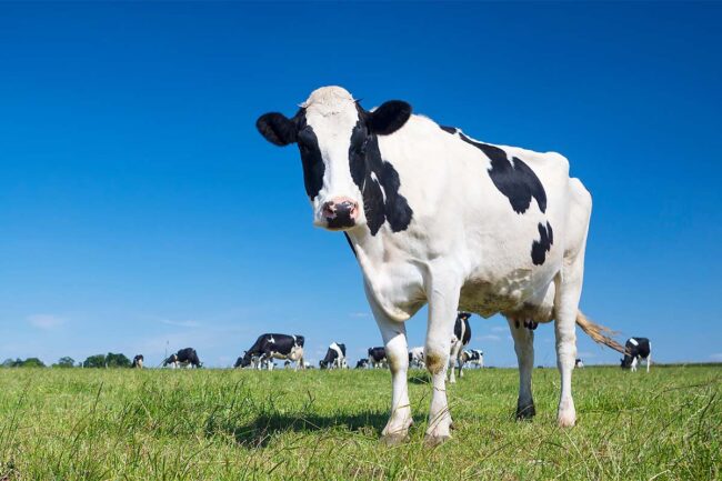 dairy cows in pasture