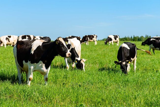 Dairy cows in pasture