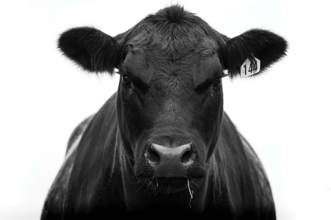 Closeup of cattle