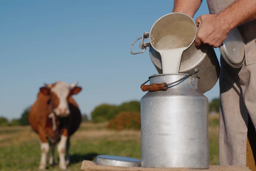 Dairy cow and worker