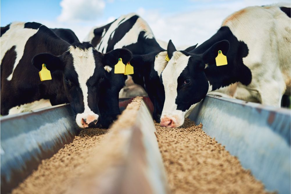 Cows-cattle-feed_CAMERENE-PENDLE---PEOPLEIMAGES.COM---STOCK.ADOBE.COM_e.jpg