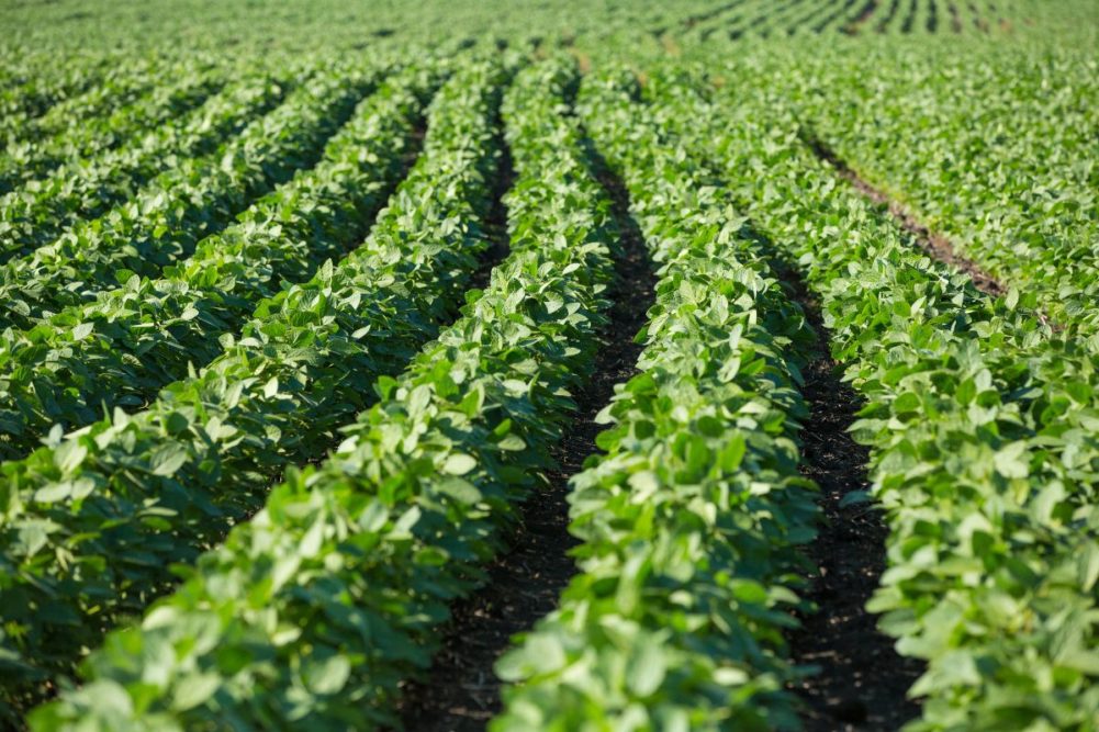 soybean field