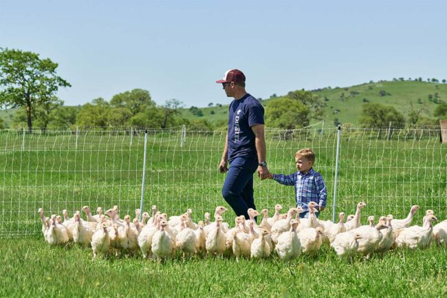 Father and son walking among the turkeys