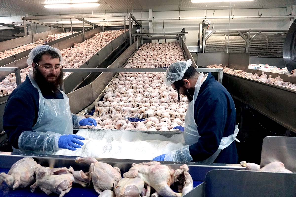 KJ Poultry workers at salting conveyor