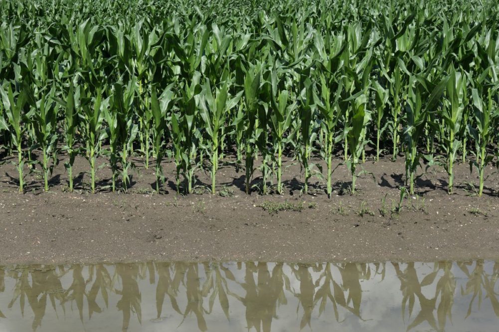 cornfield_flooding_rain_SIMA---STOCK.ADOBE.COM_e.jpg