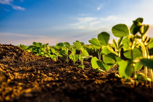 soybeans in a field