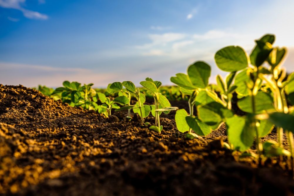 soybeans in a field