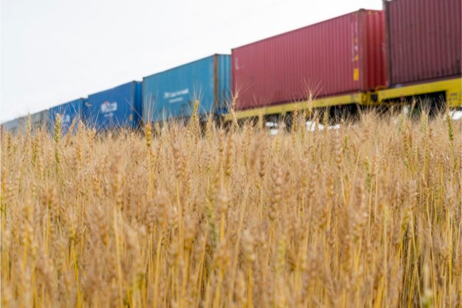 Rail train beside field of wheat