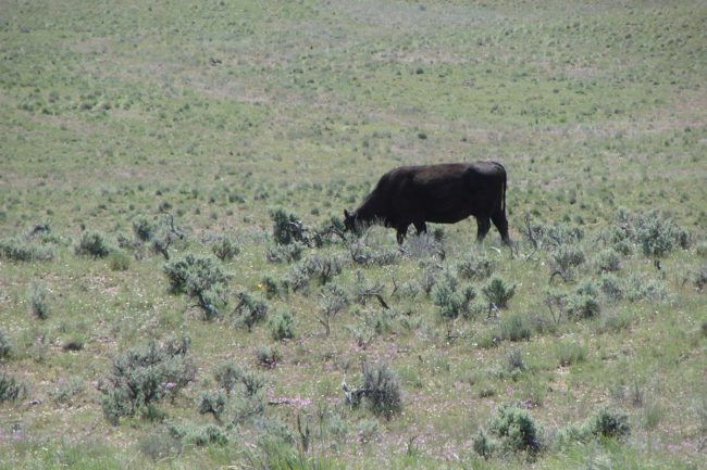 Sagebrush small.jpg