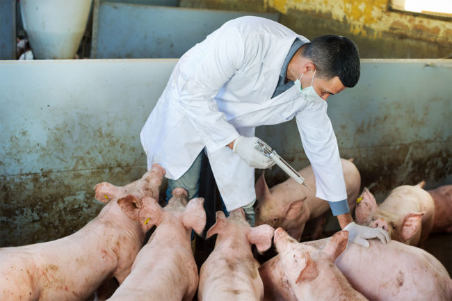 Veterinarian injects vaccine into pigs