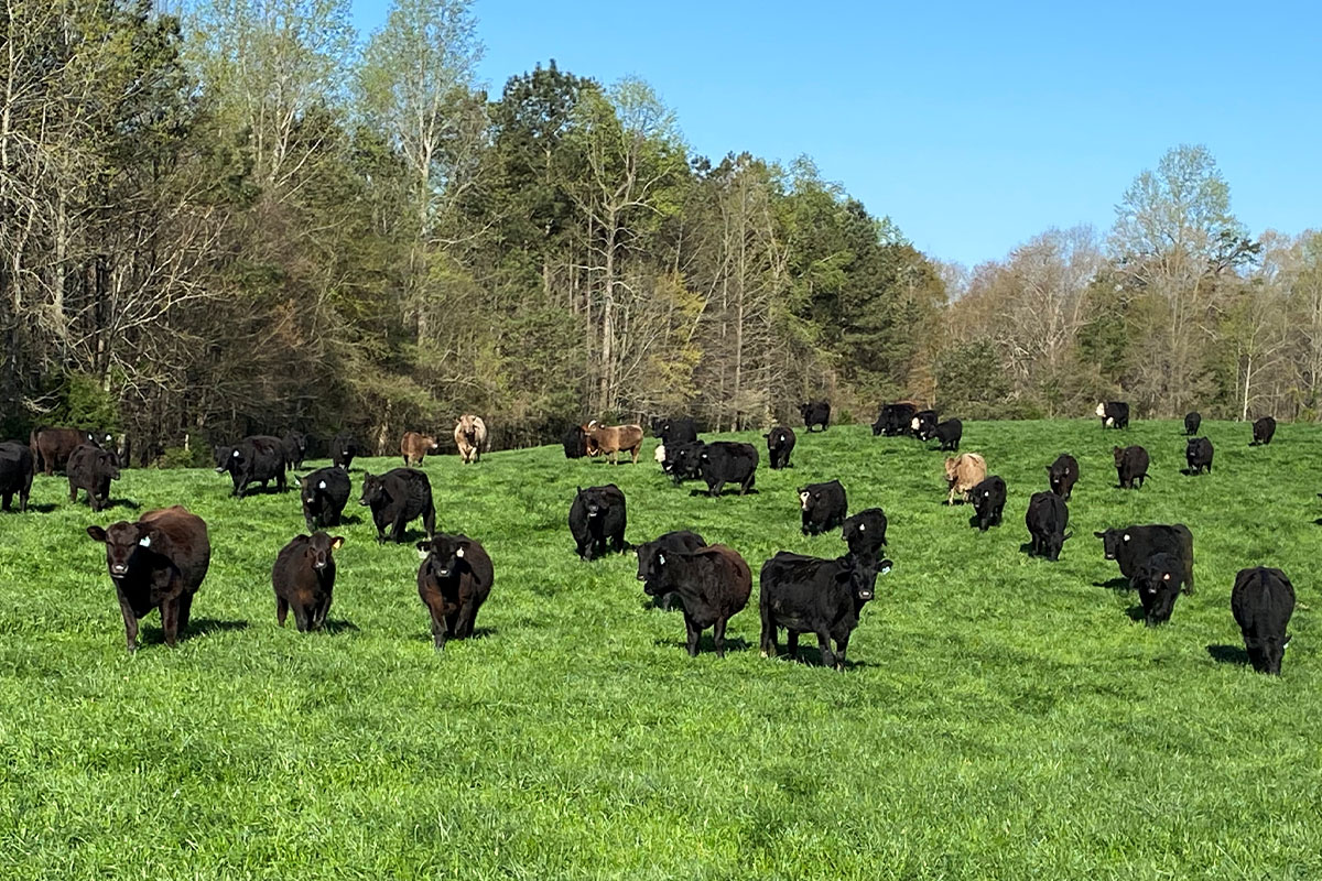 Knockout Butchery's angus cattle on pasture