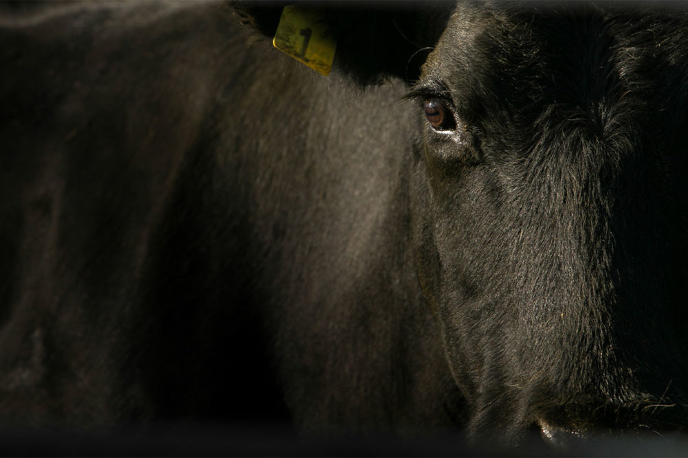 Close up of a black cow