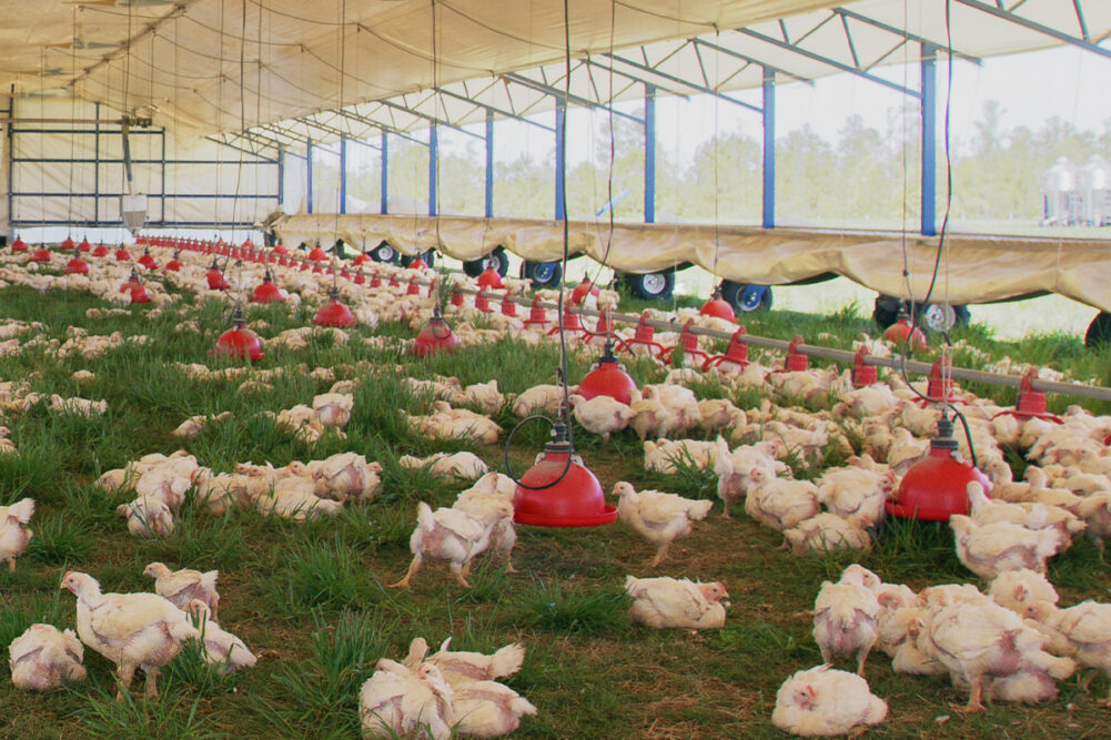 Pasture-raised chickens from Perdue Farms