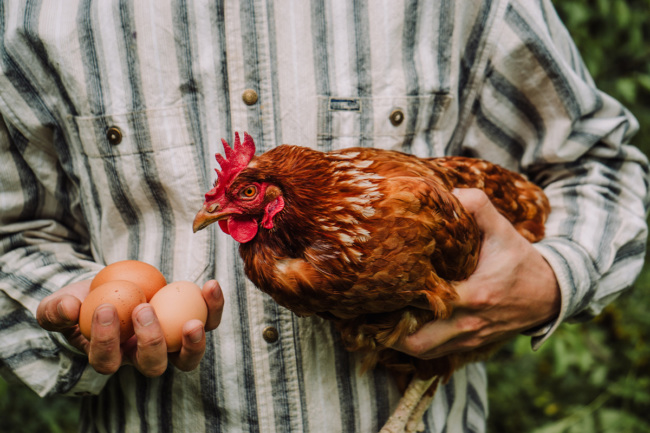 Laying hen and eggs in farmer's hands