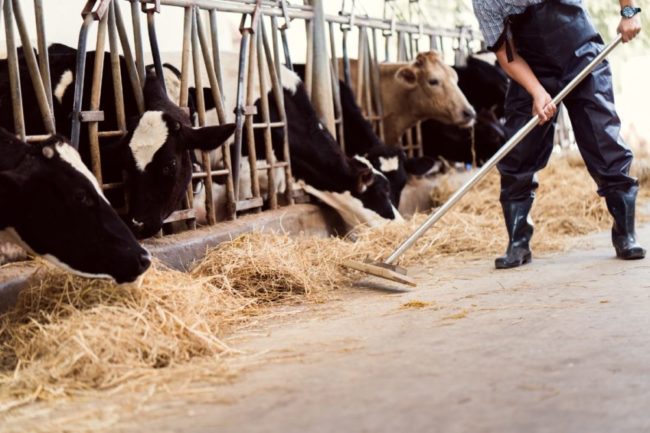 dairy-farm-dairy-work-workers-labor.jpg