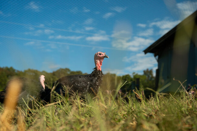 Turkeys in a field at Joyce Farms