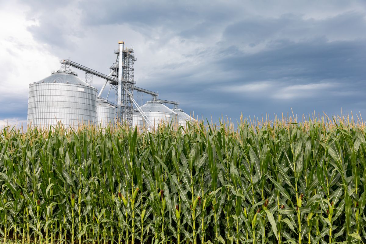 cornfield and grain storage bin