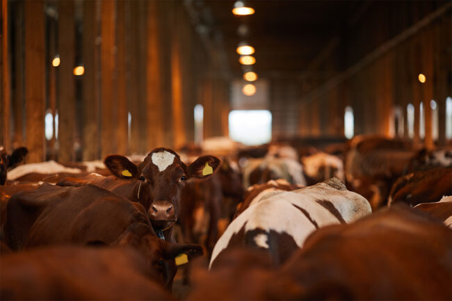 Cattle in a barn